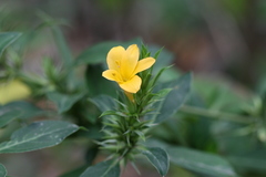 Barleria cuspidata